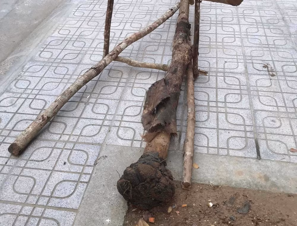 Cây xanh bị đổ tại phố Xuân Trường, phường Hợp Giang, thành phố Cao Bằng.