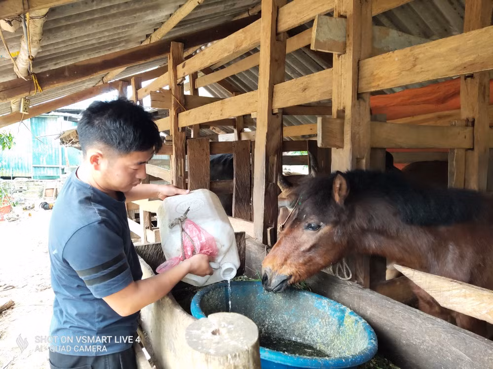 Nông dân "lo" nước uống cho gia súc.