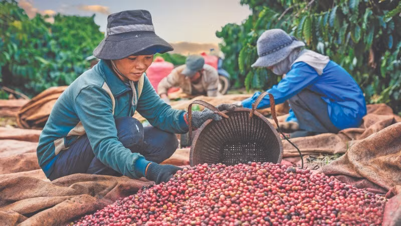 Thu hoạch cà-phê. (Ảnh: Phan Nguyên)