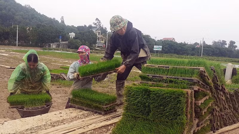 Chuẩn bị mạ cho máy cấy của Hợp tác xã dịch vụ nông nghiệp thị trấn Tân Thanh, huyện Thanh Liêm (Hà Nam). (Ảnh nhandan.vn)