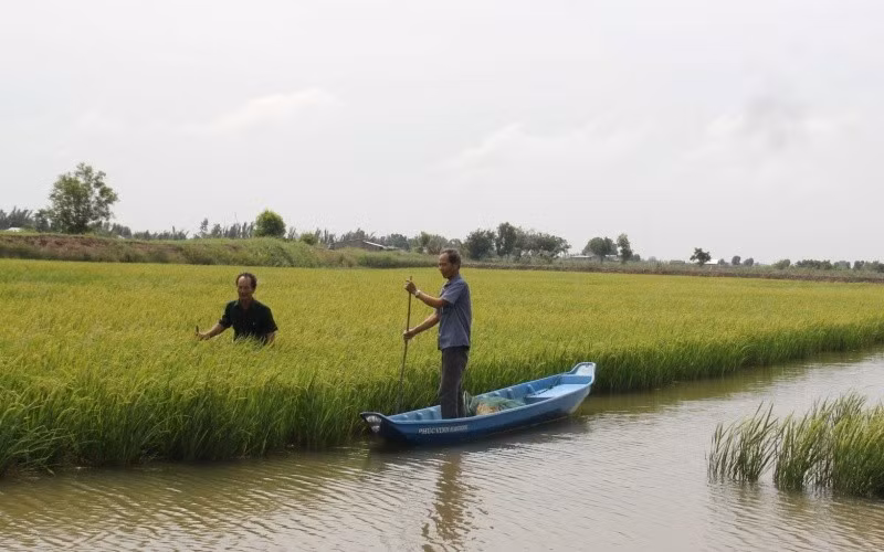 Mô hình lúa tôm thích ứng biến đổi khí hậu. Ảnh: Hoàng Trung