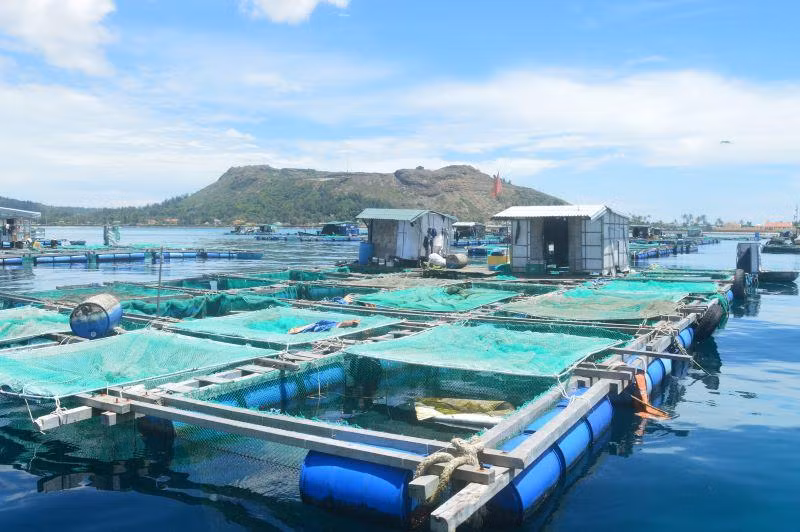 Nuôi trồng thủy sản lồng bè trên biển ven đảo Lý Sơn.