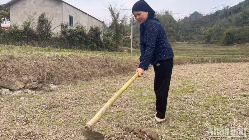 Khu cánh đồng ở Nà Tuồng, xã Xuân Dương (Na Rì) đang chờ nước mưa để sản xuất. (Ảnh: TUẤN SƠN)
