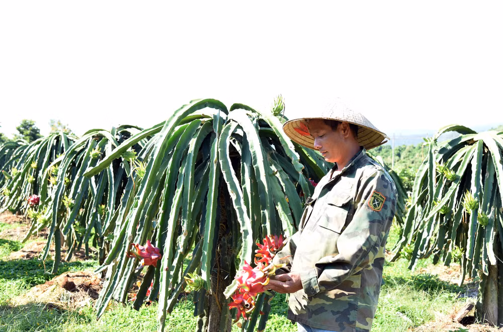 Thanh long tăng giá sau khi Trung Quốc mở cửa trở lại. Thanh long tăng giá sau khi Trung Quốc mở cửa trở lại.