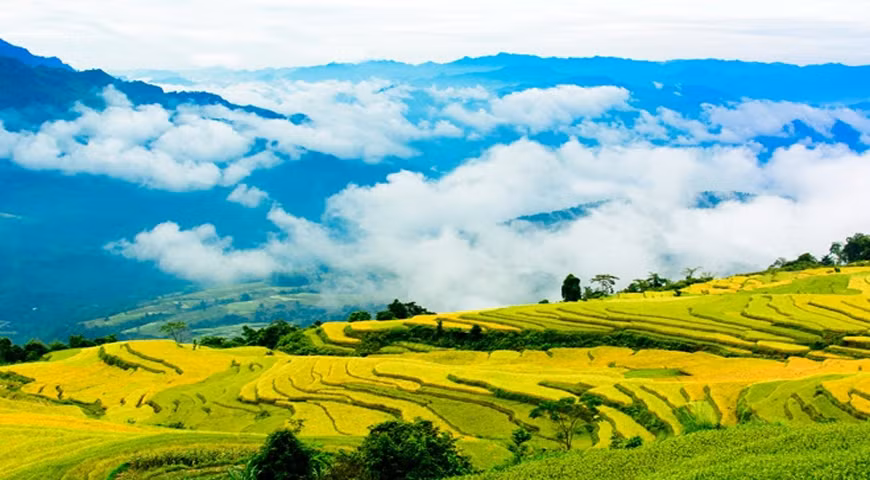 Ruộng bậc thang Hồng Thái vào mùa lúa chín. (Ảnh: mytuyenquang.vn)