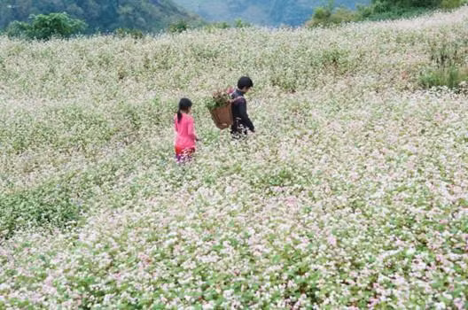 Lễ hội hoa Tam giác mạch đặc sắc vùng cao nguyên đá Đồng Văn (Ảnh: Booking.com)