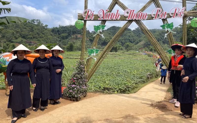 Đặc sắc cánh đồng bí xanh thơm ở xã Địa Linh, Ba Bể. 