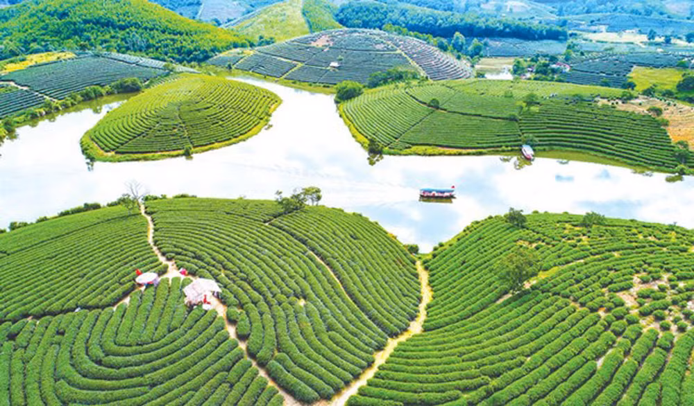 Đảo chè Thanh Chương - một điểm đến hấp dẫn của du khách.