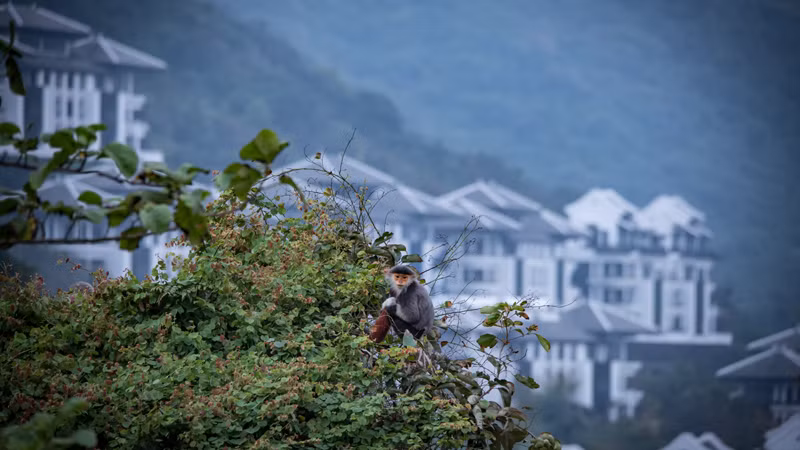 Voọc chà vá chân nâu tại bán đảo Sơn Trà. (Ảnh: InterContinental Danang Sun Peninsula Resort) Voọc chà vá chân nâu tại bán đảo Sơn Trà. (Ảnh: InterContinental Danang Sun Peninsula Resort)