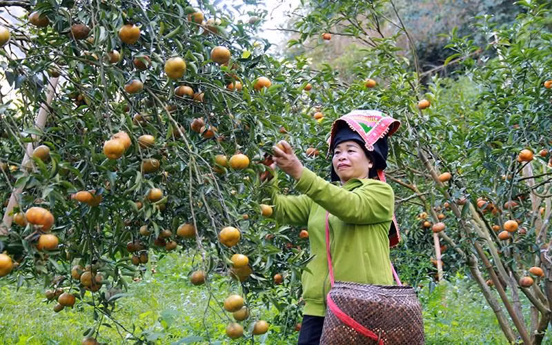 Người dân xã Chiềng Cọ (thành phố Sơn La, tỉnh Sơn La) thu hoạch quýt. (Ảnh: BND)
