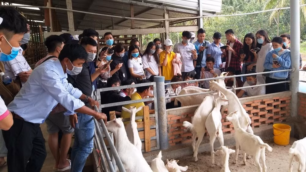 Du khách đến tham quan và cho dê ăn tại Hợp tác xã Đông Nghi, huyện Châu Thành (Tiền Giang).