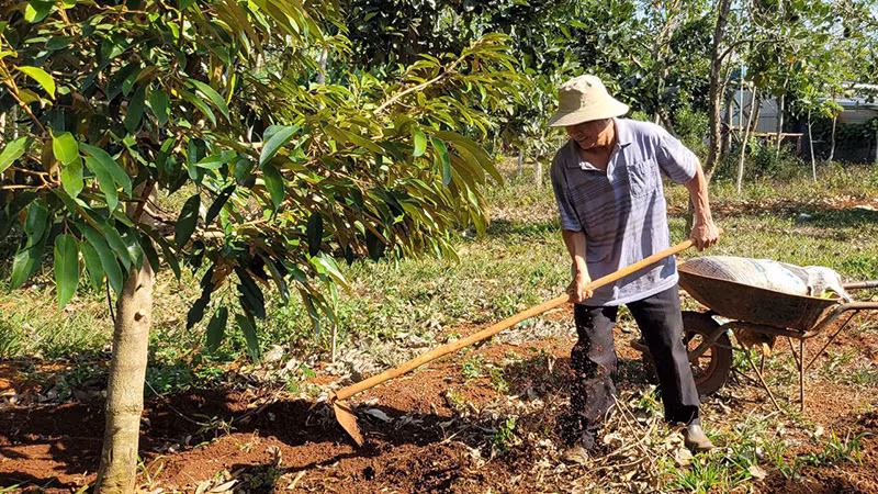 Ông Phạm Quang Mười, cố vấn Hợp tác xã Nông nghiệp xanh HD và MN (buôn Yông, xã Ea Drơng, huyện Cư M’gar, Đắk Lắk) chăm sóc vườn sầu riêng.
