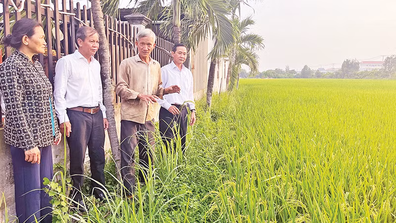 Nông dân xã Qui Đức cùng Đảng ủy xã thăm ruộng lúa ST25. (Ảnh MINH ANH)