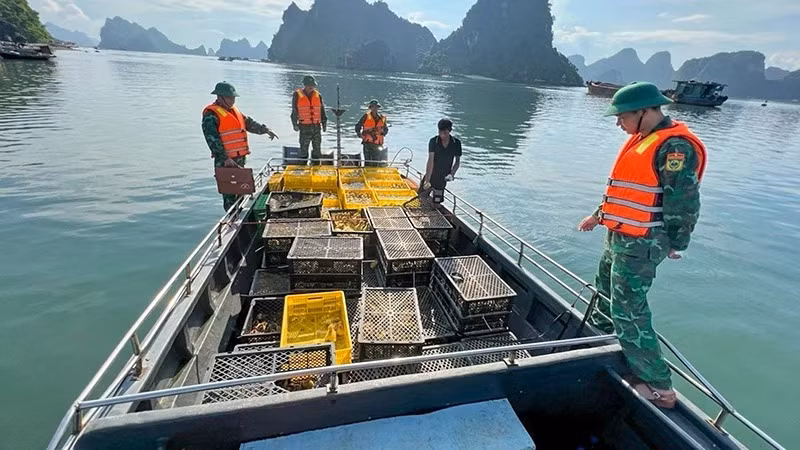 Cán bộ, chiến sĩ bộ đội biên phòng tỉnh Quảng Ninh bắt giữ phương tiện chở gia cầm và trứng gia cầm nhập lậu trên vùng biển xã Quan Lạn, huyện Vân Đồn. (Ảnh Xuân Hùng)