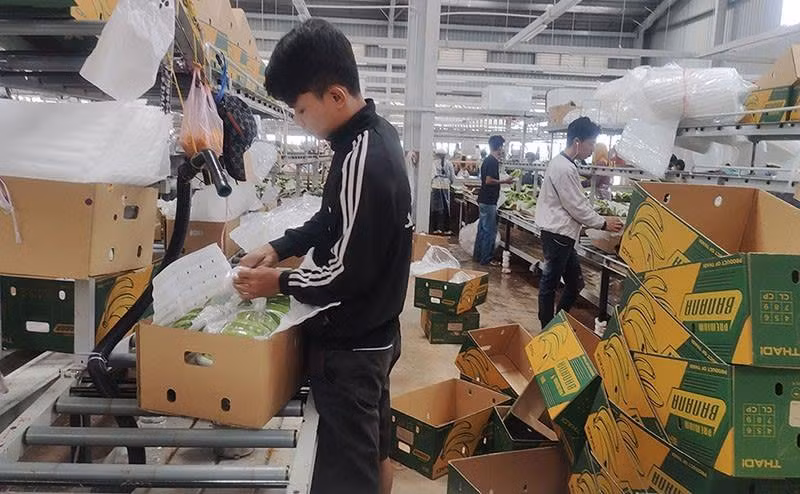 Đóng gói chuối xuất khẩu tại một nhà máy do Việt Nam đầu tư ở Campuchia. (Ảnh: Nguyễn Hiệp)
