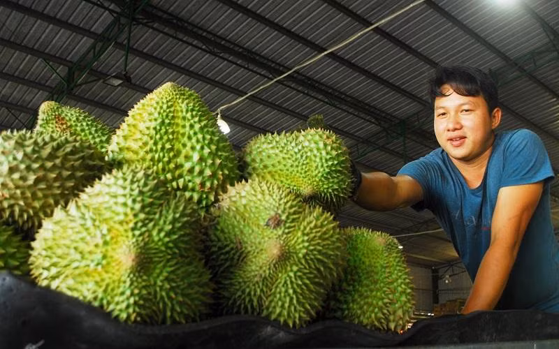 Sầu riêng được tập kết tại một doanh nghiệp ở xã Long Trung, huyện Cai Lậy (Tiền Giang), chờ đóng thùng xuất đi Trung Quốc. 