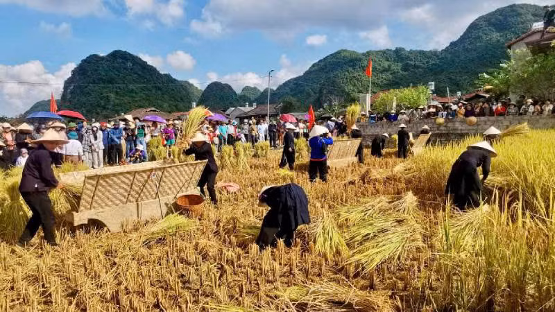 Người dân Bắc Sơn (Lạng Sơn) cùng du khách tham gia trải nghiệm gặt lúa mùa sớm.