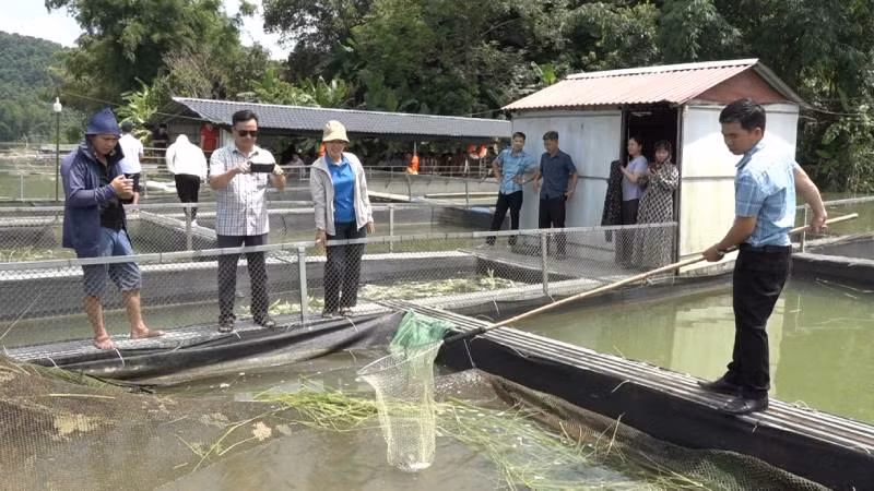 Các hộ nuôi cá lồng huyện Văn Lãng, hiện nay đã khôi phục lại các bè nuôi cá. Các hộ nuôi cá lồng huyện Văn Lãng, hiện nay đã khôi phục lại các bè nuôi cá.