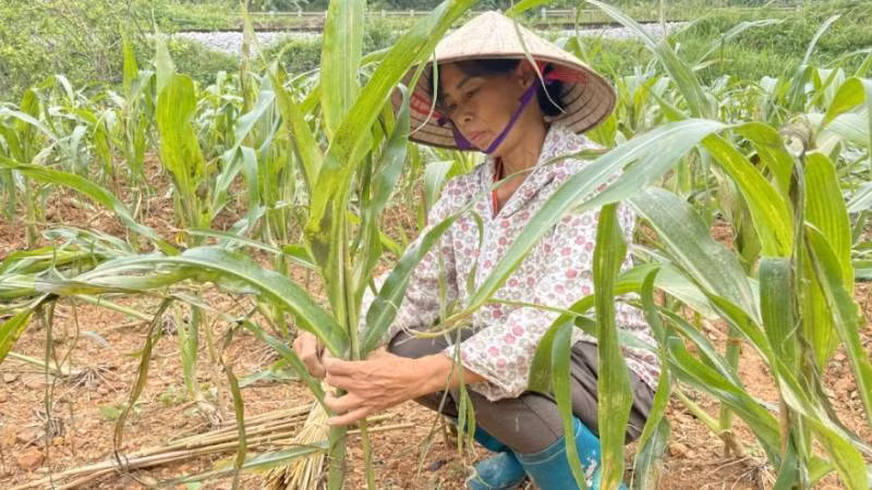 Người dân ở xã Nhân Lý, huyện Chi Lăng (Lạng Sơn) khôi phục lại vườn ngô bị đổ, gãy. Người dân ở xã Nhân Lý, huyện Chi Lăng (Lạng Sơn) khôi phục lại vườn ngô bị đổ, gãy.
