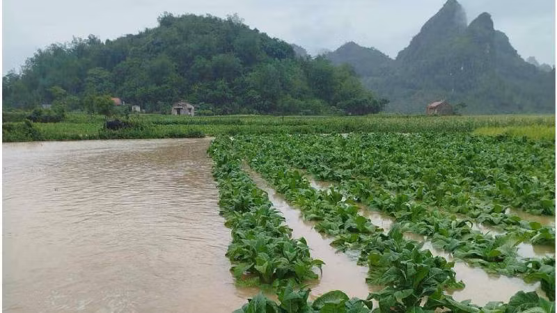Nhiều ruộng thuốc lá xuân ở xã Y tịch, Chi Lăng, (Lạng Sơn) bị ngập úng.