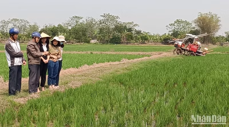 Anh Phạm Hồng Sơn, xã Quỳnh Thọ (huyện Quỳnh Phụ, tỉnh Thái Bình) tích tụ được 25ha ruộng, kết hợp đưa máy móc hiện đại vào các khâu sản xuất đem lại hiệu quả cao. (Ảnh: Mai Tú)