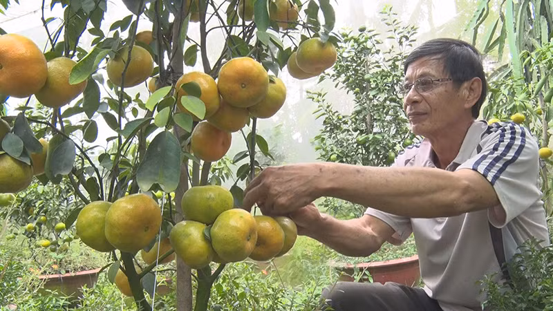 Quýt hồng trái to, ít hạt là đặc sản của Lai Vung.