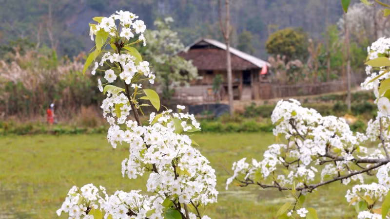 Hoa lê khoe vẻ đẹp tinh khôi.