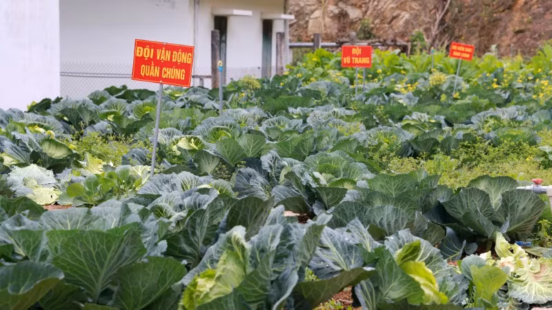 Vườn rau tăng gia của Đồn Biên phòng Lũng Cú.