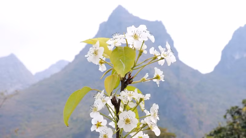 Hoa vẫn nở bên núi cao, vực thẳm.