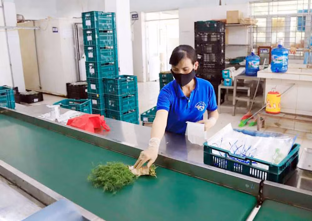 Dán tem truy xuất nguồn gốc sản phẩm tại Hợp tác xã Rau quả sạch Chúc Sơn, huyện Chương Mỹ, Hà Nội. (Ảnh QUANG THÁI)