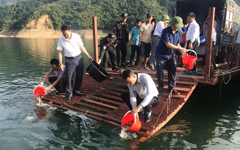 Thả bổ sung cá giống tại khu vực Cảng nước nghiêng, lòng hồ thủy điện Sơn La.