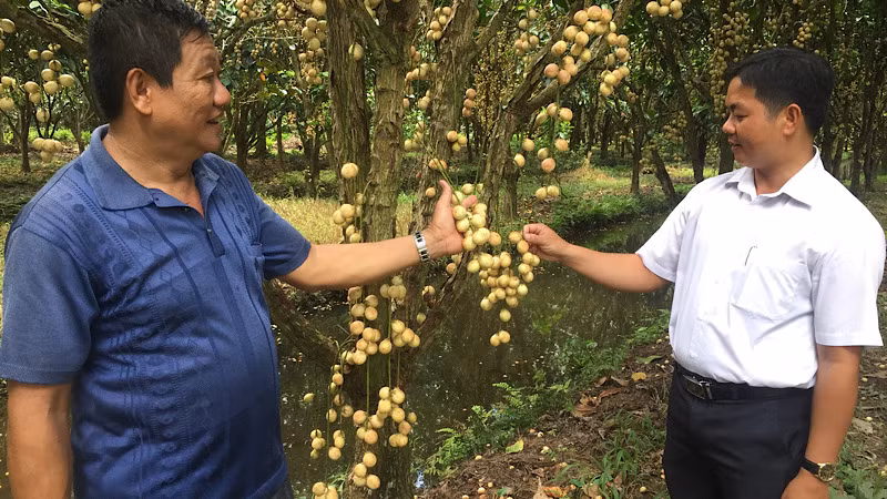 Cán bộ Trạm Khuyến nông huyện Phong Điền hỗ trợ kỹ thuật nông dân trồng dâu Hạ Châu.