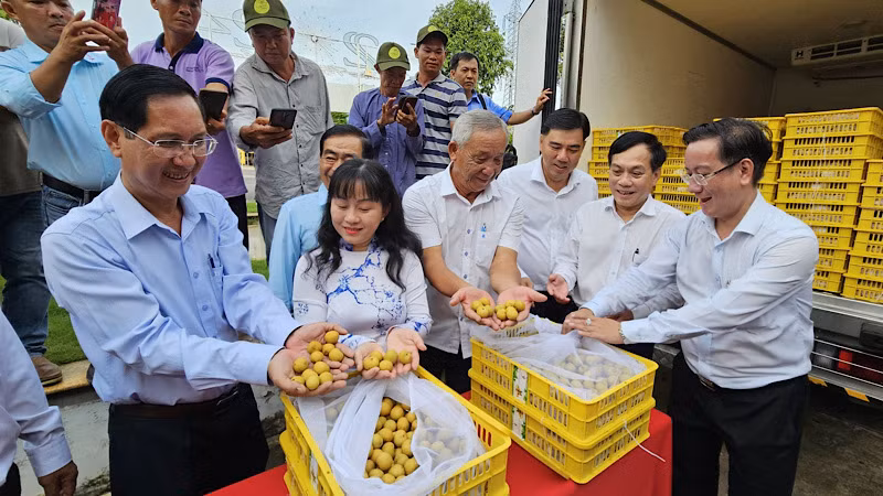 Trái thanh nhãn của nông dân huyện Cờ Đỏ đạt tiêu chuẩn xuất khẩu sang Mỹ. Trái thanh nhãn của nông dân huyện Cờ Đỏ đạt tiêu chuẩn xuất khẩu sang Mỹ.