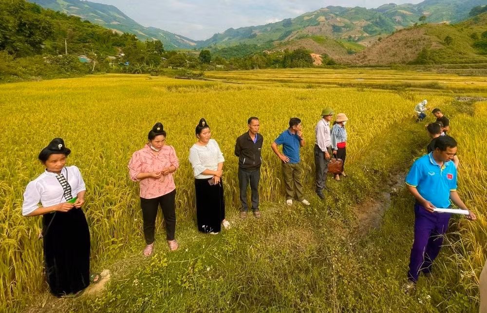 Nông dân xã Luân Giói huyện Điện Biên Đông đánh giá sản lượng lúa nếp tan trồng theo quy trình.