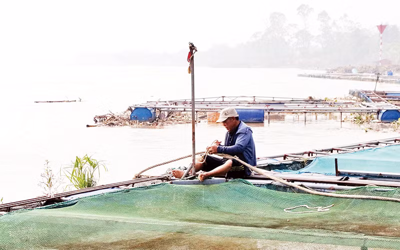 Các hộ dân khắc phục lại các lồng để tiếp tục nuôi cá, khi nước sông Hồng rút.