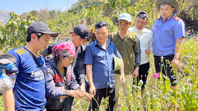 Cơ quan chức năng triệt xóa vườn trồng trái phép cây thuốc phiện tại bản Mé, xã Tà Tổng (huyện Mường Tè, tỉnh Lai Châu).