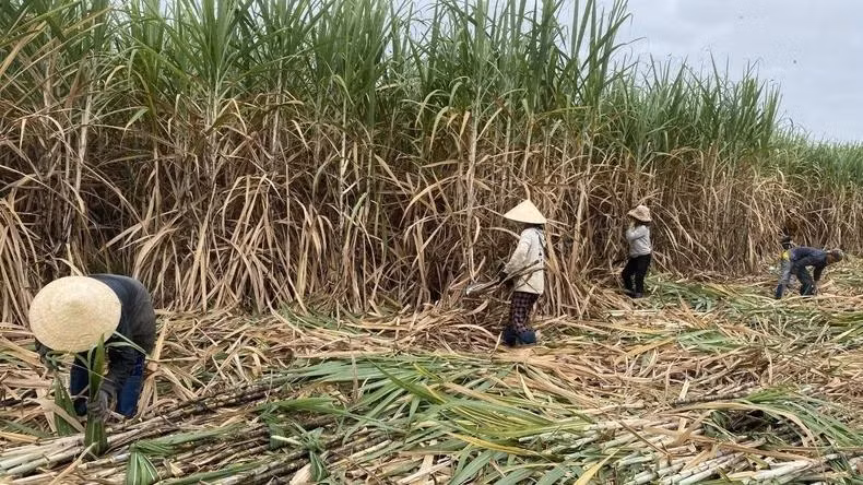  Thu hoạch mía tại huyện Sông Hinh, Phú Yên. Ảnh: TRÌNH KẾ.