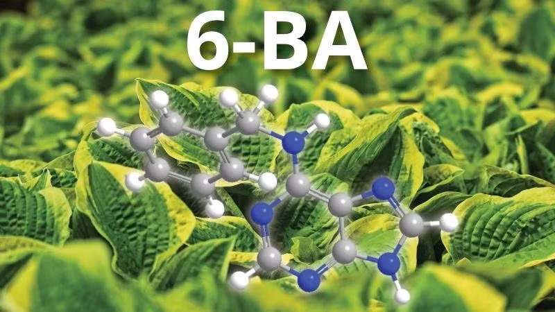 6-Benzylaminopurine là chất kích thích sinh trưởng, được phép dùng trong nông nghiệp. (Ảnh minh họa) 6-Benzylaminopurine là chất kích thích sinh trưởng, được phép dùng trong nông nghiệp. (Ảnh minh họa)