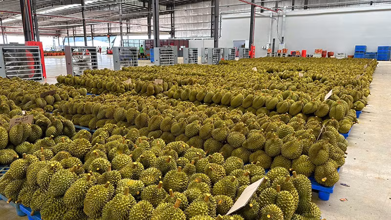 Lô hàng sầu riêng quả tươi của Công ty CP Xuất nhập khẩu trái cây Chánh Thu chuẩn bị xuất khẩu sang thị trường Trung Quốc. Lô hàng sầu riêng quả tươi của Công ty CP Xuất nhập khẩu trái cây Chánh Thu chuẩn bị xuất khẩu sang thị trường Trung Quốc.