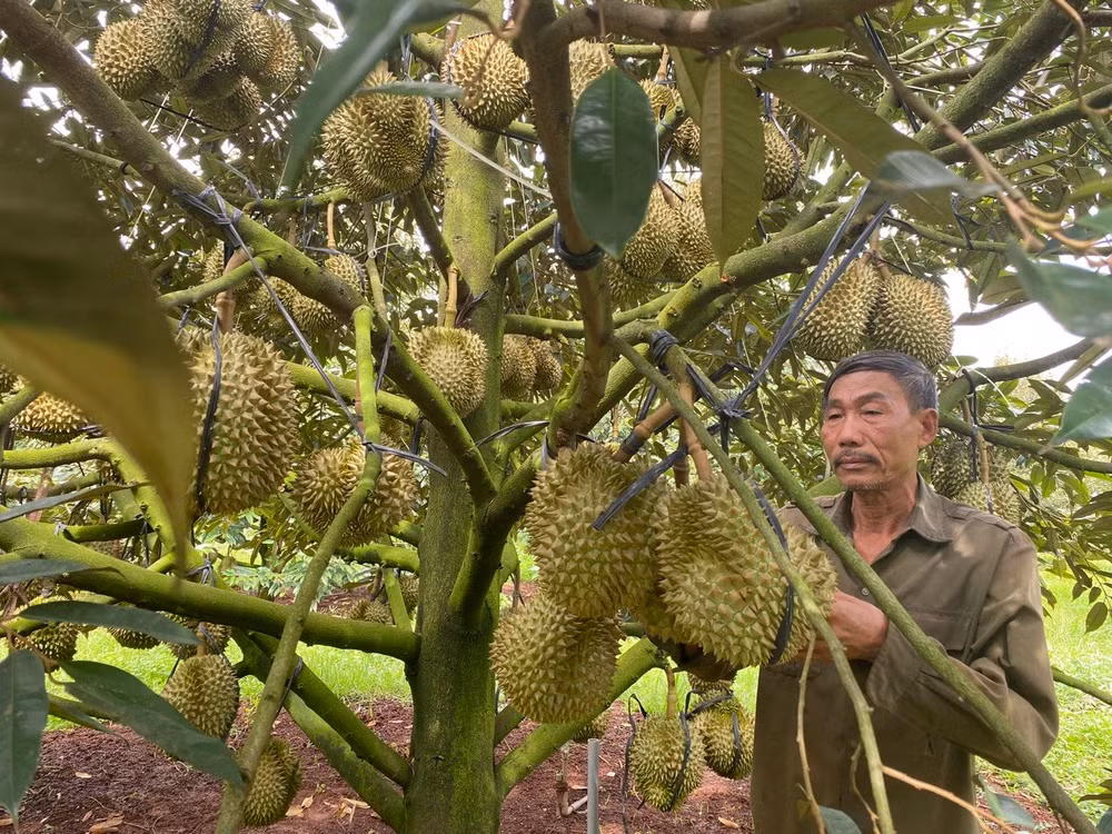 UBND huyện Cư M'gar đã đăng ký và tổ chức công bố nhãn hiệu “Sầu riêng Cư M'gar"