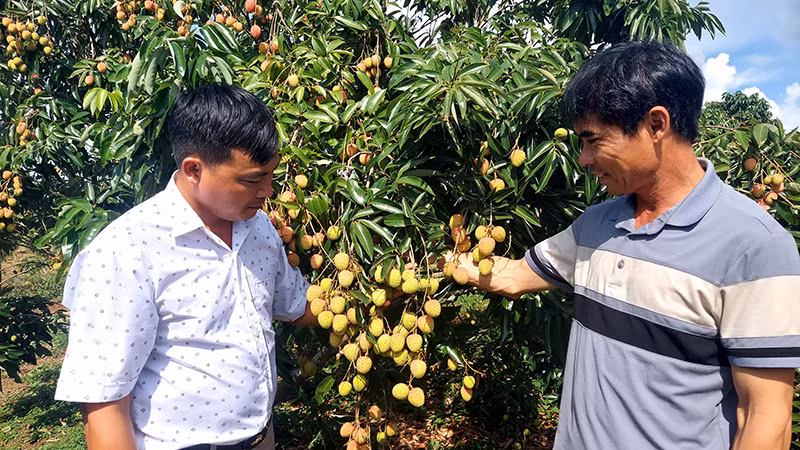 Mô hình trồng cây ăn quả mang lại thu nhập cho người dân