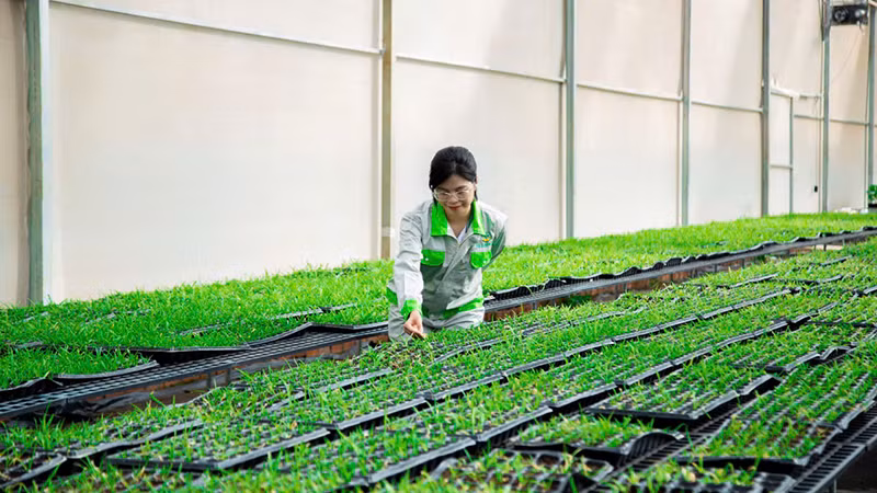 Cán bộ kỹ thuật Công ty Cổ phần TCGROUP Toàn cầu kiểm tra cây giống chanh leo trong nhà kính. Cán bộ kỹ thuật Công ty Cổ phần TCGROUP Toàn cầu kiểm tra cây giống chanh leo trong nhà kính.