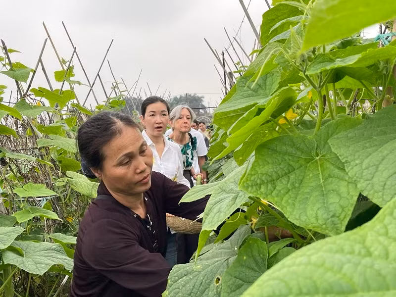 Du khách hào hứng trải nghiệm công việc nhà nông tại Long Biên, Hà Nội.