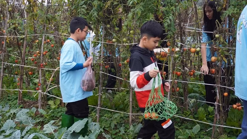 Các em học sinh trải nghiệm thu hoạch cà chua sạch.