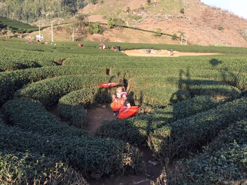 Du khách tham quan đồi chè ở Mộc Châu, Sơn La.