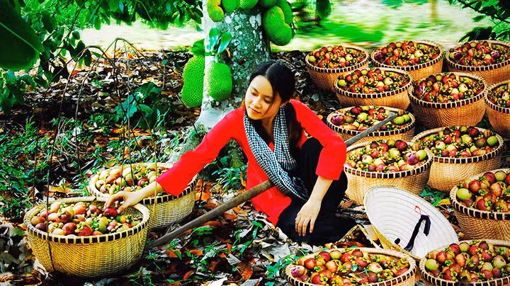 Địa bàn tỉnh Bình Dương có những sản phẩm du lịch sinh thái vườn đặc sắc.