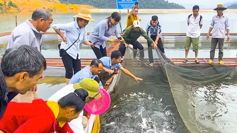 Người dân bản Mánh Đanh, xã Ẳng Cang, huyện Mường Ảng vui mừng thu hoạch lứa cá đầu nuôi trên lòng hồ Ẳng Cang.