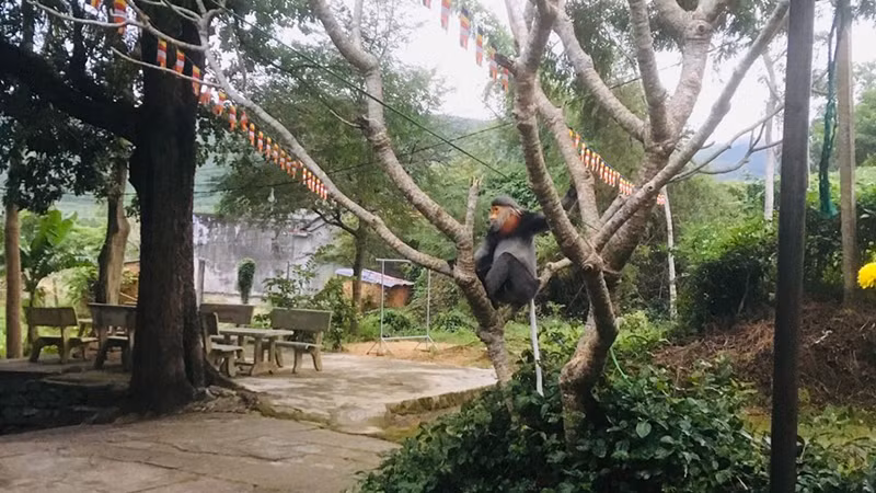 1 con Voọc Chà vá chân xám đang cư trú tại khu vực dân cư thôn Cầm Tú, xã Hòa Kiến, thành phố Tuy Hòa, tỉnh Phú Yên. (Ảnh: Chi cục Kiểm lâm Phú Yên cung cấp).