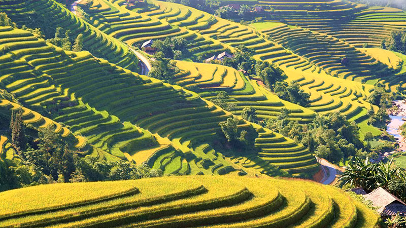 Mùa vàng trên những thửa ruộng bậc thang Hoàng Su Phì thu hút du khách trong và ngoài nước. Mùa vàng trên những thửa ruộng bậc thang Hoàng Su Phì thu hút du khách trong và ngoài nước.