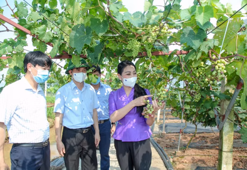 Bí thư Tỉnh ủy thăm mô hình trồng nho tại huyện Yên Lạc.
